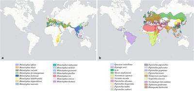 Emergence of Bat-Related Betacoronaviruses: Hazard and Risks